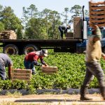 Considering H-2A Workers? What Agricultural Employers Should Know